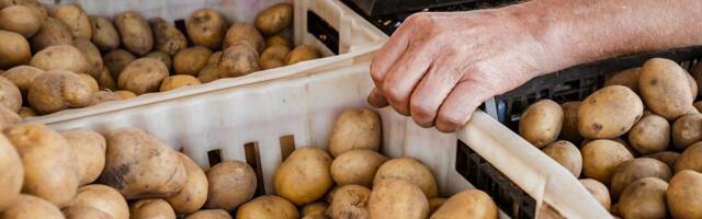 Uued Eesti kartulisordid ’Joosep’ ja ’Varje’ ootavad laia levikut