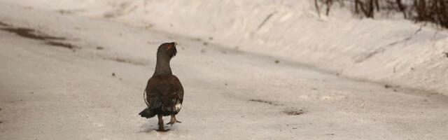 Uued metsise püsielupaigad võetakse kaitse alla