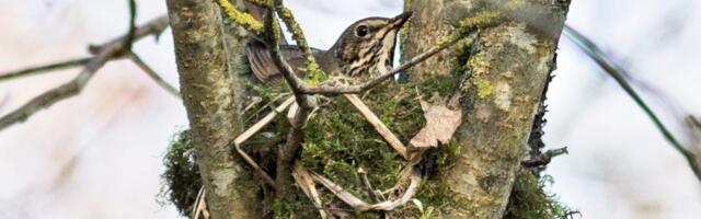 Linnurahu saab selgeks valgusfoori abil