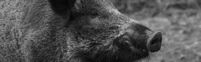 Minister: Eesti jahimehed saavad taas õiguse treenida jahikoeri elusate metssigadega