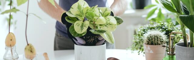 Uuring: toataimed tekitavad tunde, et toas on kaks kraadi jahedam ja parandavad siseõhu kvaliteeti