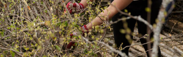 Видалення сміття у Тарту шляхом спалення може призвести до штрафу.