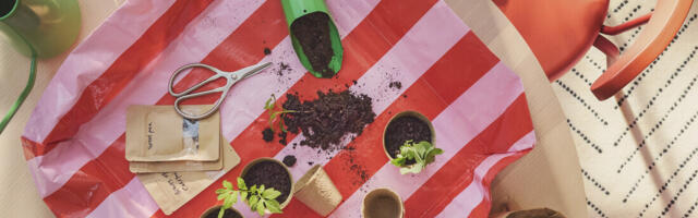 Aknalaudadelt riiulitele: kuidas sobitada istikud koduinterjööri