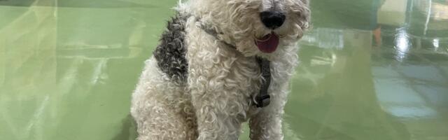 Добрий лисячий тер'єр, який був привезений до клініки для тварин, потребує невідкладного нового дому.