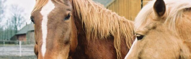 У Хар'кові виявлено небезпечний вірус герпесу серед коней.