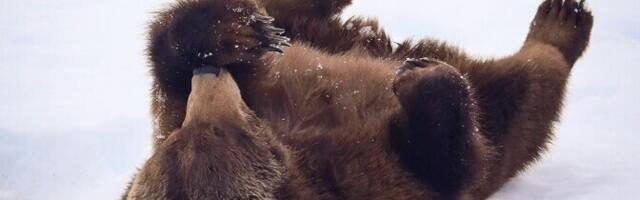 Karu lihased püsivad läbi talveune trimmis