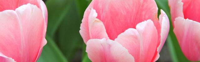 Päevahoroskoop : teisipäev, 22. aprill