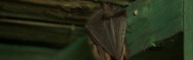 Eestis talvituvate nahkhiirte uurimiseks alustati vabatahtliku seirega