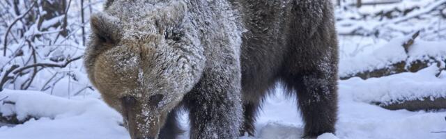 Кару напав на дітей у Словаччині: їх врятувала лише хоробрість батьків.