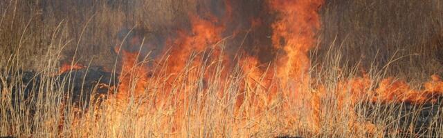 Tähelepanu! Punane kukk ei karda linnugrippi