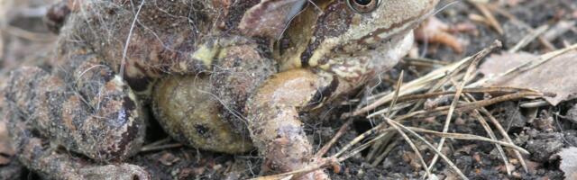 GALERII: 17 kevadist hetke