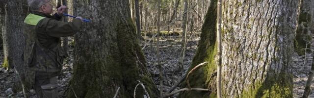 Pärnumaal mõõdeti Euroopa kõrgeim haab