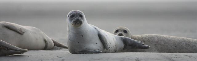 Teadlased: hülged põgenevad tuuleparkide ehitamise ajal, kuid naastes muudavad oma käitumist