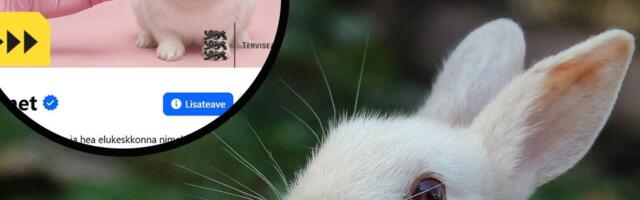 Loomakaitsjad ärritusid terviseameti kampaania peale_ loomkatseid kujutavad reklaamid ei sobi meie väärtusruumi