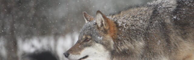 Kullamaa jahimehed lasid hundi