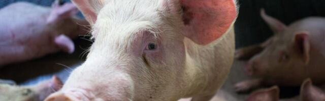 Seakatku pankrotistatud lihatööstuse vara läheb müüki mõnesaja tuhandega