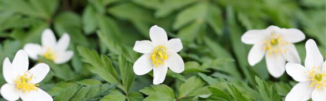 Щоденний гороскоп: п'ятниця, 11 квітня