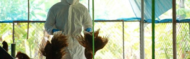 Ohtlik haigus levib! Järvamaal tuvastati talus lindude gripp