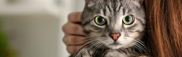 Kasside salapärane võime: kuidas nad kaitsevad sinu kodu halva energia eest