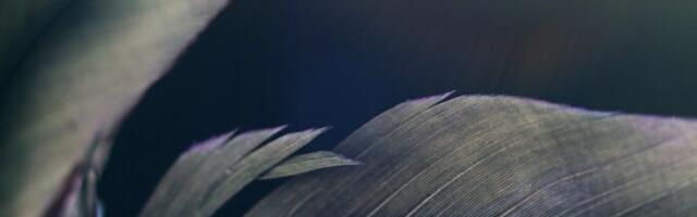 Loe, kes sa eelmises elus olid!