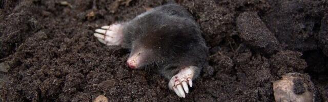 Karge talv ja pehme pinnas lasid muttidel möllata