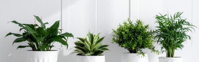 Need 9 toataime aitavad Feng Shui järgi ligi tõmmata rikkust ja positiivset energiat