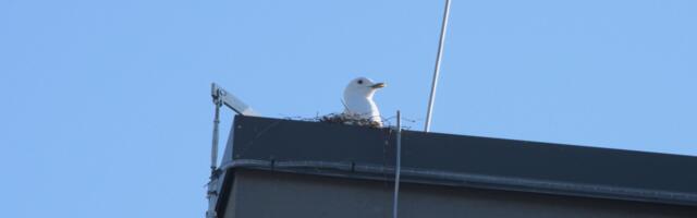 Hooned tasub üle vaadata enne linnalindude pesitsushooaja algust
