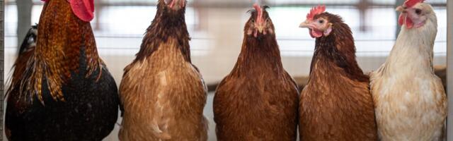 Põllumajandusmuuseum muudab nime ja sisu