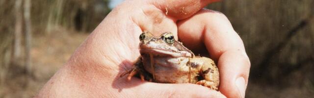 ЧИ ВИ ЗНАЛИ? | Взяття жаби може закінчитися смертю