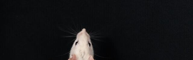 Saksa teadlastel õnnestus hiire ajutükid külmutamise järel tööle panna