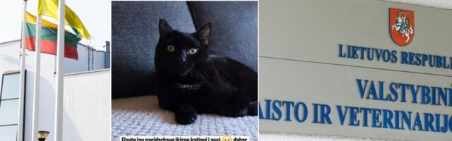 Otsus tehtud! Leedu blogija, kelle laps lõikas kassil osa kõrvast ära, peab maksma trahvi