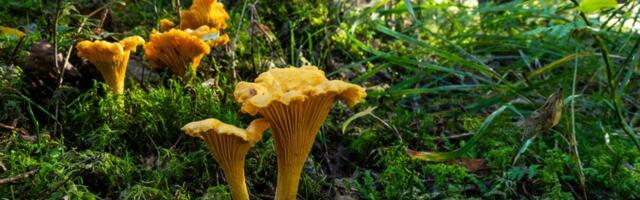 Kas seentes leidub saastet? Ekspert: muretsemiseks pole põhjust