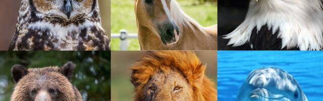 Südamepeegel: vali loom või lind ja avasta, millist sõnumit su hing praegu vajab