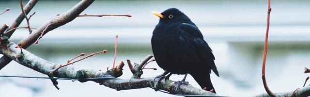 Peatsel linnade linnuvaatluspäeval annavad oma panuse teadusesse ka linnapead
