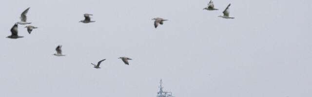 Euroopa Liit ei peata massirännet, vaid teeb peatamise näo