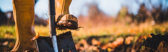 Aiapidajad juba kibelevad. Aga millal on õige aeg labidas maasse lüüa?