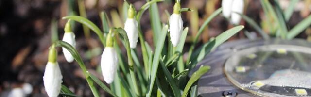 ILM: Pühapäev  – Sajuta ilm, õhutemperatuur on -4..+ 15°C.