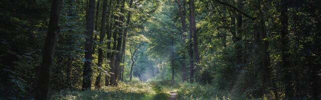 Aktiivne puugihooaeg on lõppenud: sel aastal registreeriti üle 3300 puukhaiguse juhu