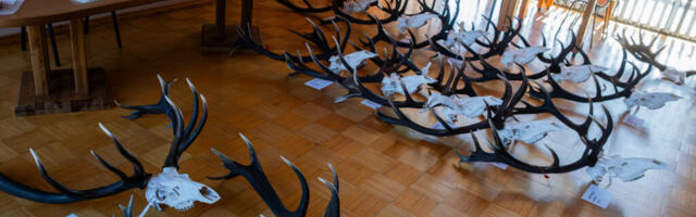 FOTOD JA VIDEO | Vaata Hiiumaa uhkemaid jahitrofeesid