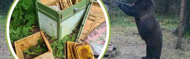 18 rüüsteretke ja õuedes kolamine. Amet andis mesilaid lõhkunud karude küttimiseks eriload