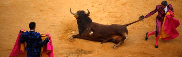 Hispaanias tappis pull härjavõitluse eel pensionil olnud matadoori