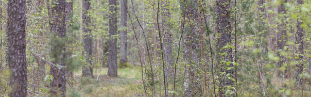 Teadlased arendavad koostöös RMK-ga tugevamaid ja kiiremini kasvavaid puid