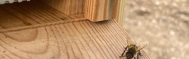 Mesinike ühendus õhutab üldrahvalikult mesilindudele lilli istutama ja jagas tasuta seemneid