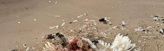 LINNUGRIPI LEVIK LAIENEB | Kõpu poolsaarel tuvastati veelindudel linnugripp