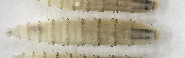 Texases levib lihasööjaparasiit