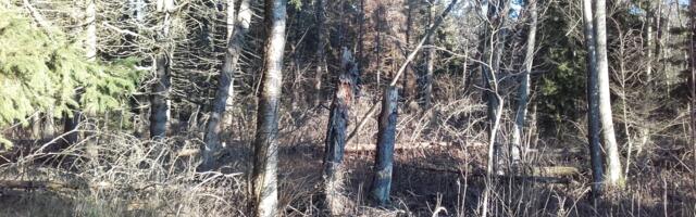 ANDRES JAANUS: raiuda või mitte – arvamusi sama palju kui inimesi