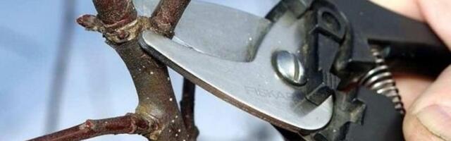 Ära tee seda viga oma aias: valed oksakäärid võivad taimedele hoopis kahju teha