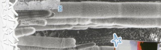 Luule: Saara Lotta Linno