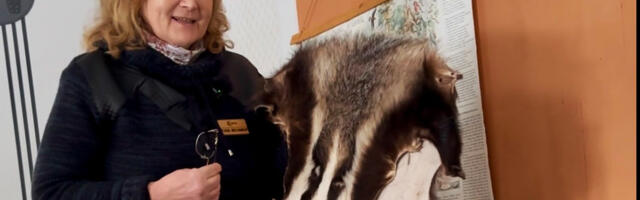 RMK ootab kooliõpilasi lahendama metsaviktoriini