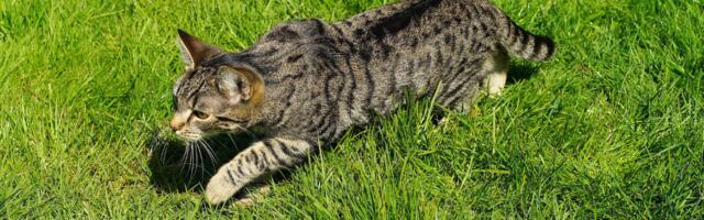 „Kassid hävitavad linde“: Mare palus naabritel midagi teha ja panna oma kassile kellukesega rihm kaela, aga keegi ei kuula